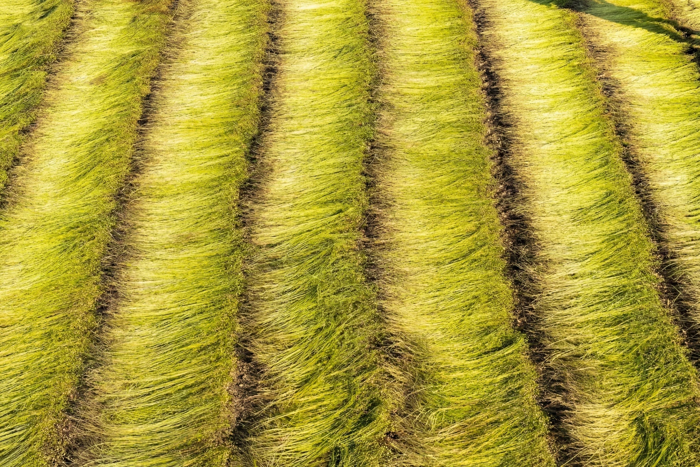Linen